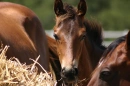 horse