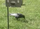 black bird