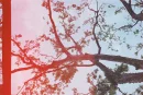 trees