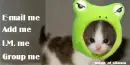 Froggy Cat