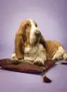 cute puppy...:)*