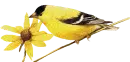 ave 