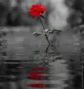 Reflected Rose