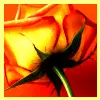 Orange rose