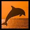 Dolphin in sunset