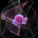 rose lasser