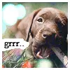 grrr