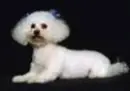 dogs