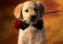 dogs