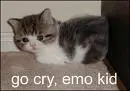 kitty cute cute