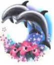 dolphins!