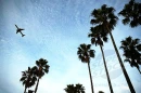 palm trees