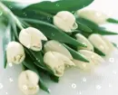 white tulips