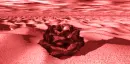 desert rose