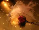 tenderness