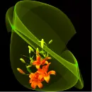 lilies bouquet