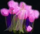 tulip girl
