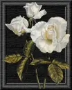 white rose