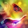butterfly