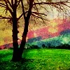 Meadow