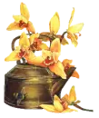 Yellow Orchids and Copper Watering Can