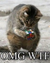 WTF cat