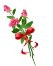 pink roses