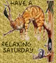 Relaxing Cat