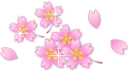 sakura