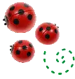 3 cute Ladybugs