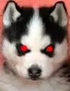 evil wolf!