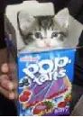 pop tarts kitten