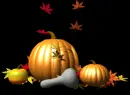 Pumpkin and Squash