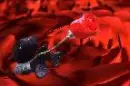 red rose