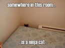 ninja cat
