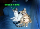 drugz no good