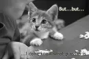 kitten