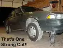 kitten
