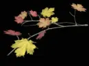 Tree branch with Autumn leaves.