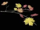 Tree branch with Autumn leaves Right.