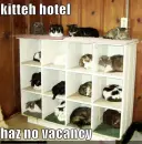 cat hotel