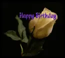 birthday rose
