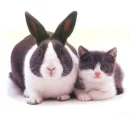 Rabbit and kitten