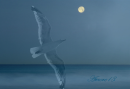  night