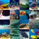 Wonder Beneath the Sea