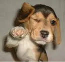 Cute Puppy