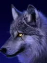 Wolf ^^