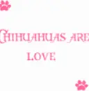 chihuahuas