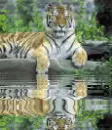 tiger basking by water