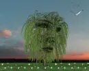 Weeping Willow